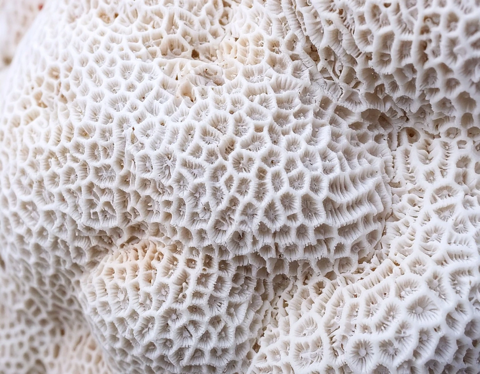 Germany’s Democracy between ‘Battlesome’ and Embattled